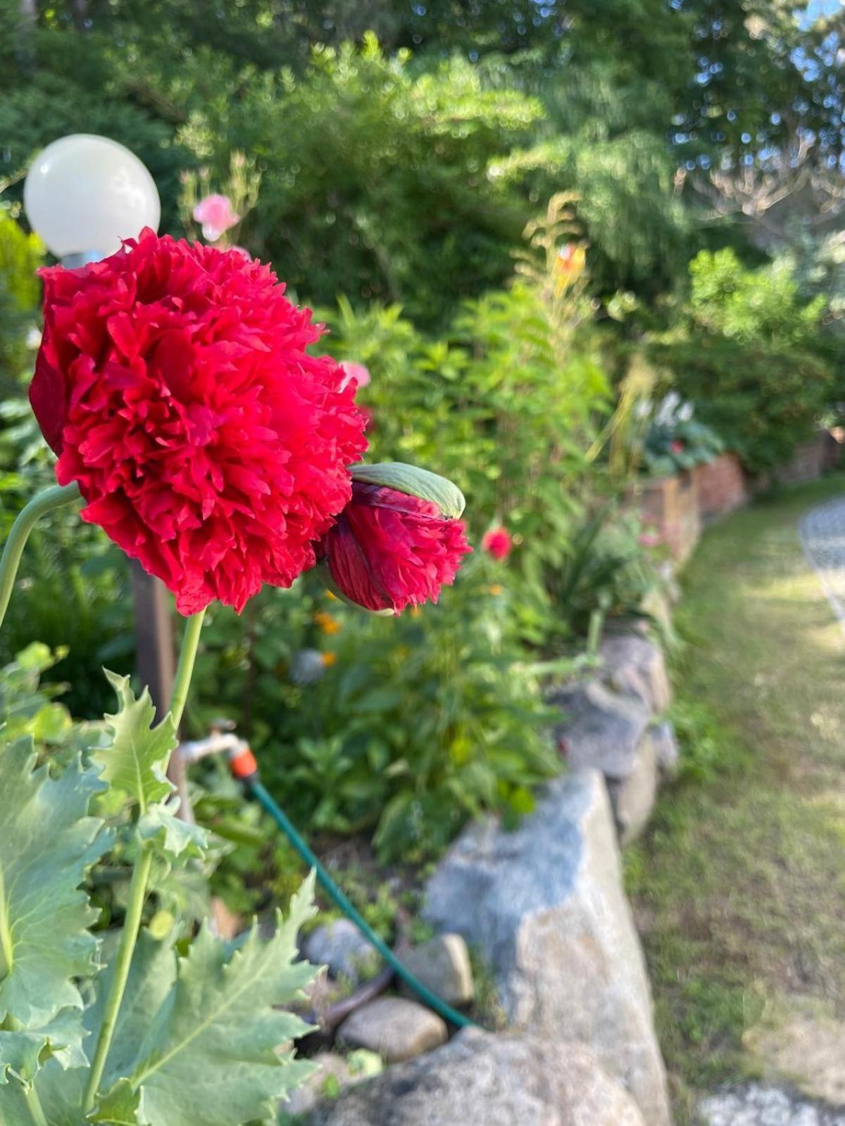 Villa Mielno-Eko เมียลโน ภายนอก รูปภาพ
